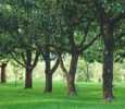 Fruit trees growing in rows in orchard