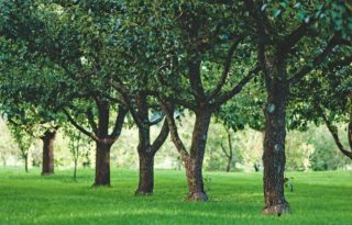 Fruit trees growing in rows in orchard